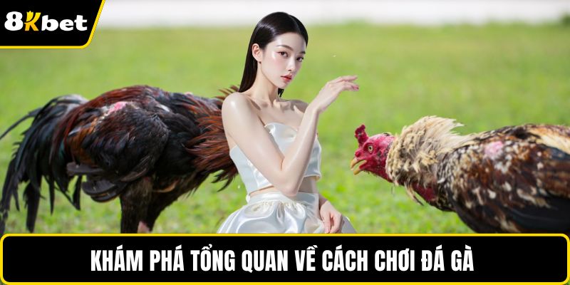 Khám phá tổng quan về cách chơi đá gà